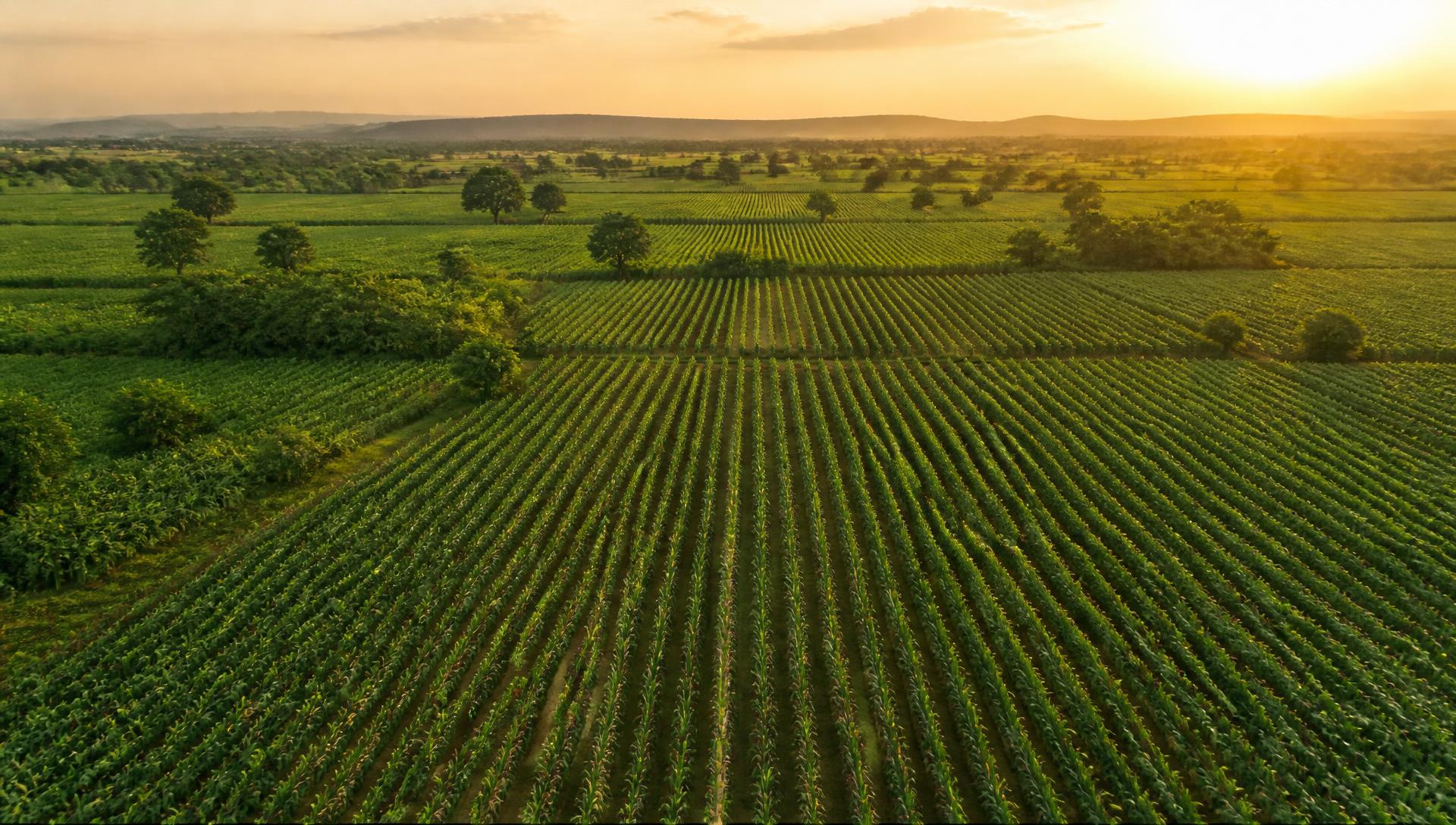Aerial view of cultivated farmland at sunrise